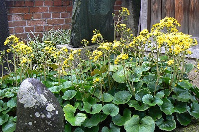 平成23年6月3日　シチダンカが咲いています。