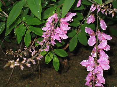 平成23年6月3日　シチダンカが咲いています。